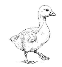 Augusta the goose, illustrated on the original name card