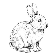 Penelope the rabbit, illustrated on the original name card