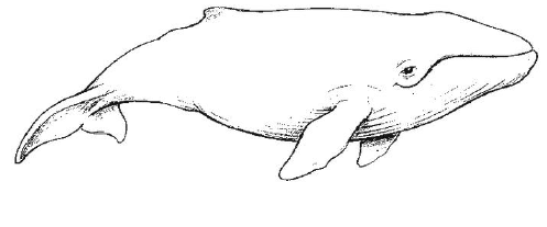Rowan the whale, illustrated on the original name card