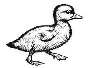 Mabel the duck, illustrated on the original name card